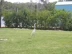 108-0830_IMG.jpg (143kb)