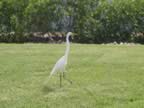 108-0831_IMG.jpg (121kb)