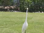 108-0832_IMG.jpg (74kb)