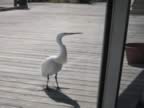 108-0893_IMG.jpg (78kb)